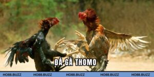đá gà Thomo