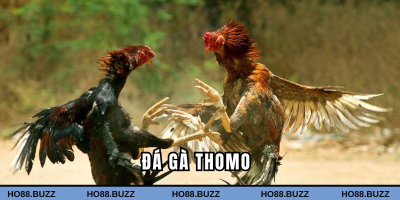 đá gà Thomo
